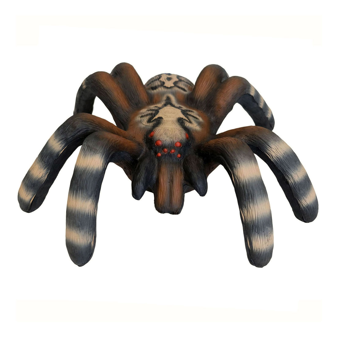 Dier, Ongewervelde dieren, Spin, Insecten, Tarantula