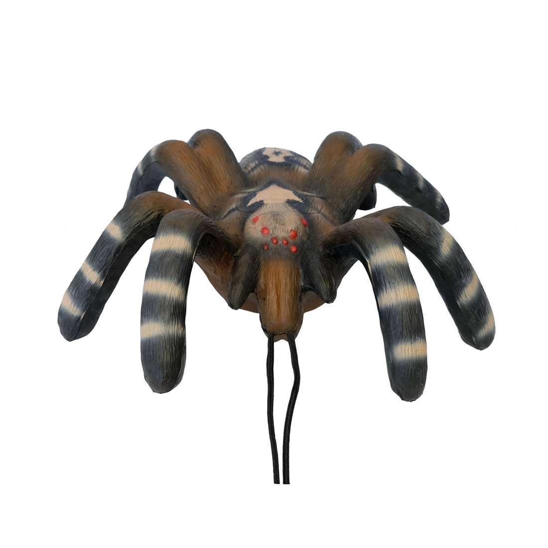 Dier, Ongewervelde dieren, Spin, Insecten, Tarantula