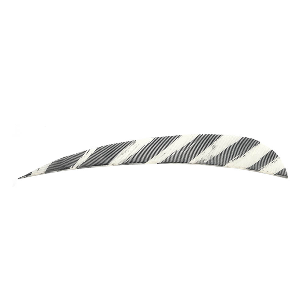 Farbe: Barred White Farbe: Barred White