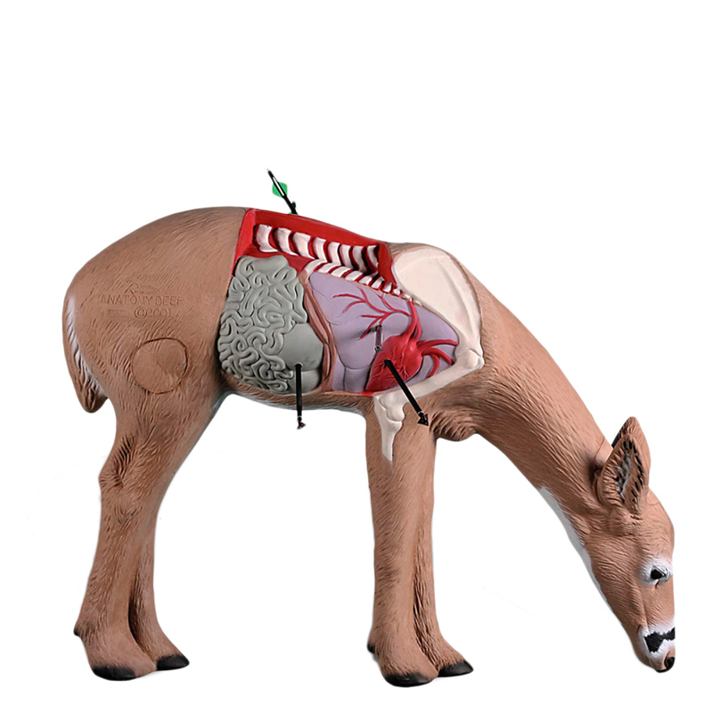 Rinehart 3D Ziel Anatomie Reh